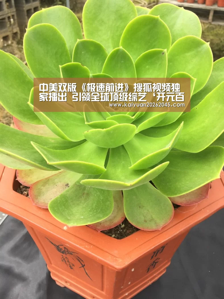 中美双版《极速前进》搜狐视频独家播出 引领全球顶级综艺‘开元百家乐’(图1) 开元娱乐
