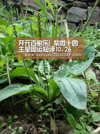 开元百家乐